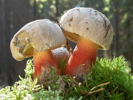   Boletus calopus